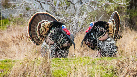Spring Turkey Hunting Tips & The Importance of Getting Outdoors