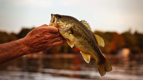 Bass Fishing 101: Tips and Techniques for Beginners