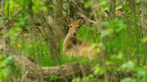 It's Warming Up, Time To Start Thinking About Food Plots - A Pure Whitetail Rundown