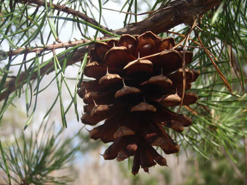 8 Ways An Evergreen Tree Could Save Your Life