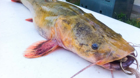 Scaredy Cats: How to Catch Giant Flathead Catfish in the Fall